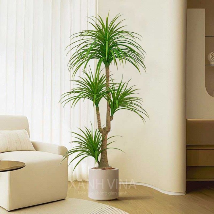 Cây huyết dụ 4 đầu _ 180cm